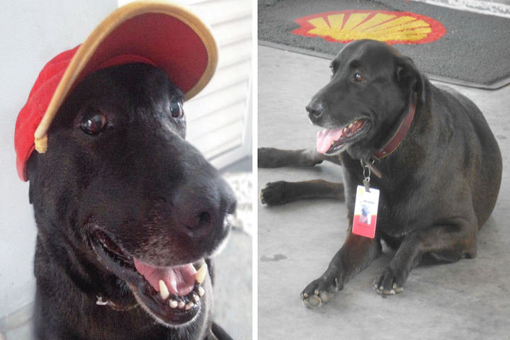 Un perrito defiende a trabajador de un ladrón.