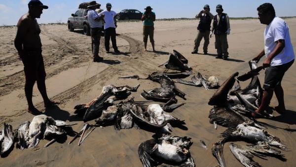 500 pelicanos en Gorgona
