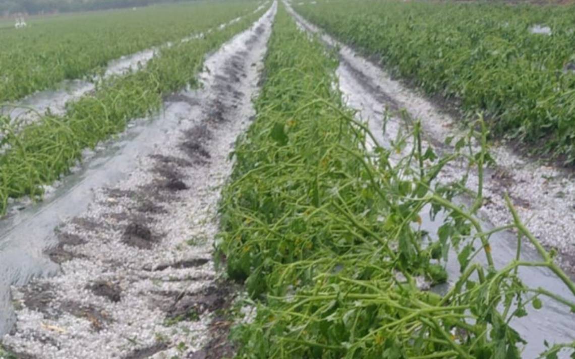 Granizadas afectan cultivos en zona rural de neiva