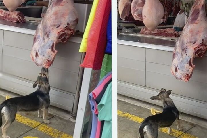 Capta a perrito robando en una carnicería
