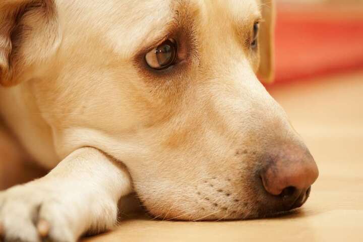 Hombre arrastró a un perro con su moto
