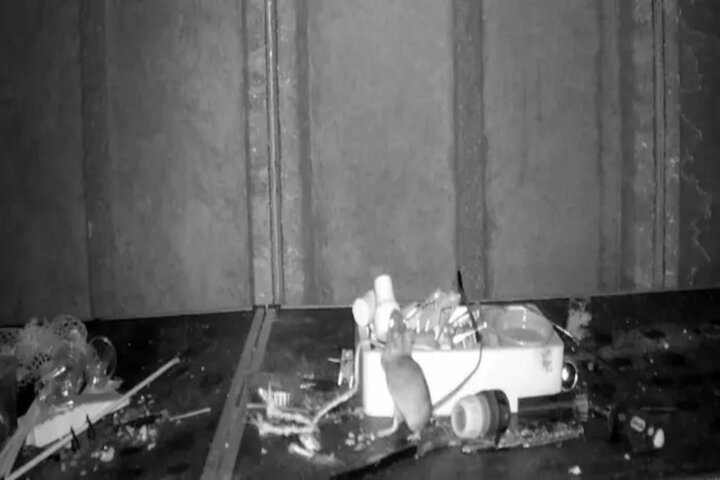 Ratoncito visita el cobertizo de un hombre todas las noches y lo organiza