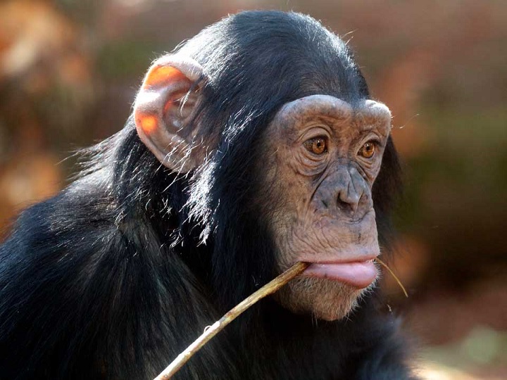 Chimpancé y su amor por quienes lo rescataron