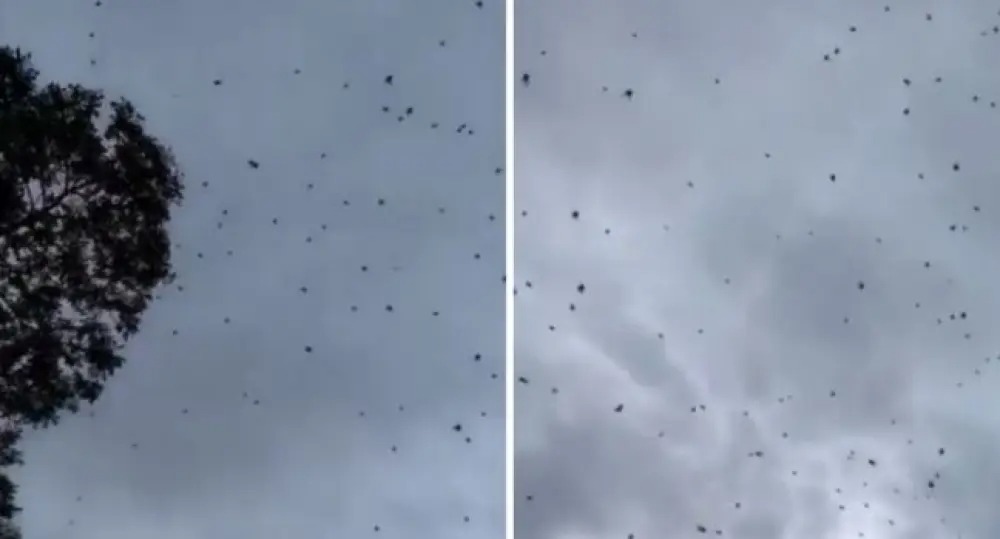 'Lluvia' de arañas se hace viral y causa terror, ¿el fin del mundo?