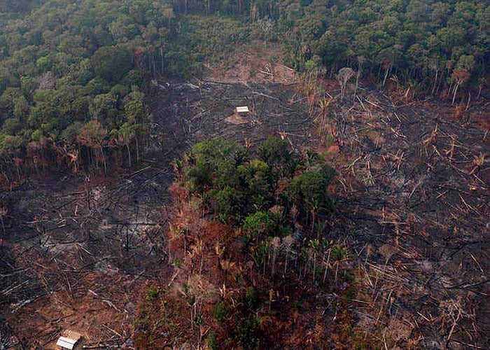 Denuncian quemas indiscriminadas en zonas verdes.