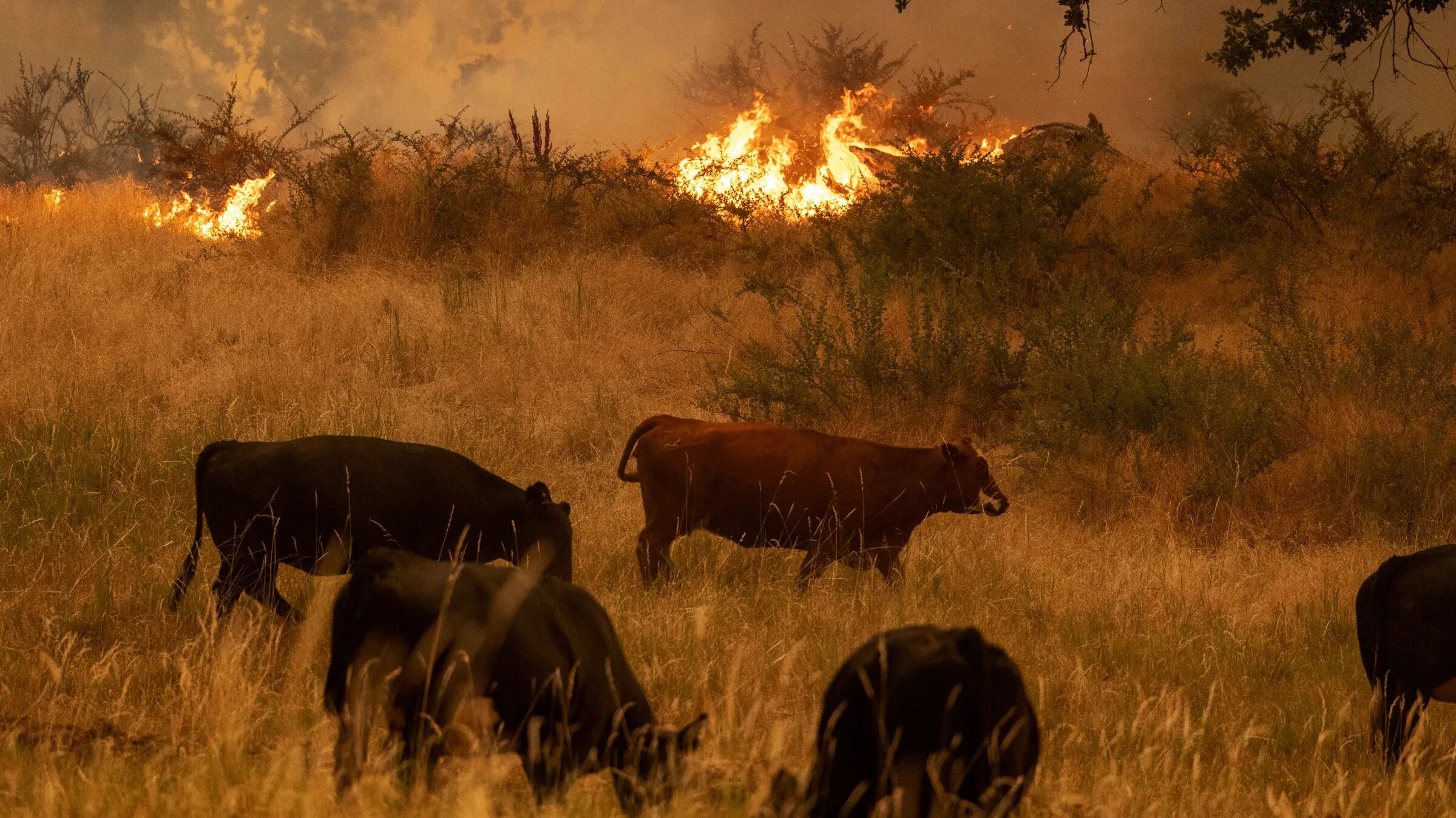 Cultivos y semovientes afectados pro incendios