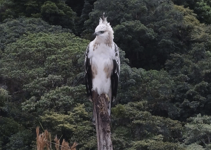 Águila real fue vista en la montaña de Santa Maria