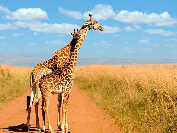 Conozca una jirafa que nació sin manchas