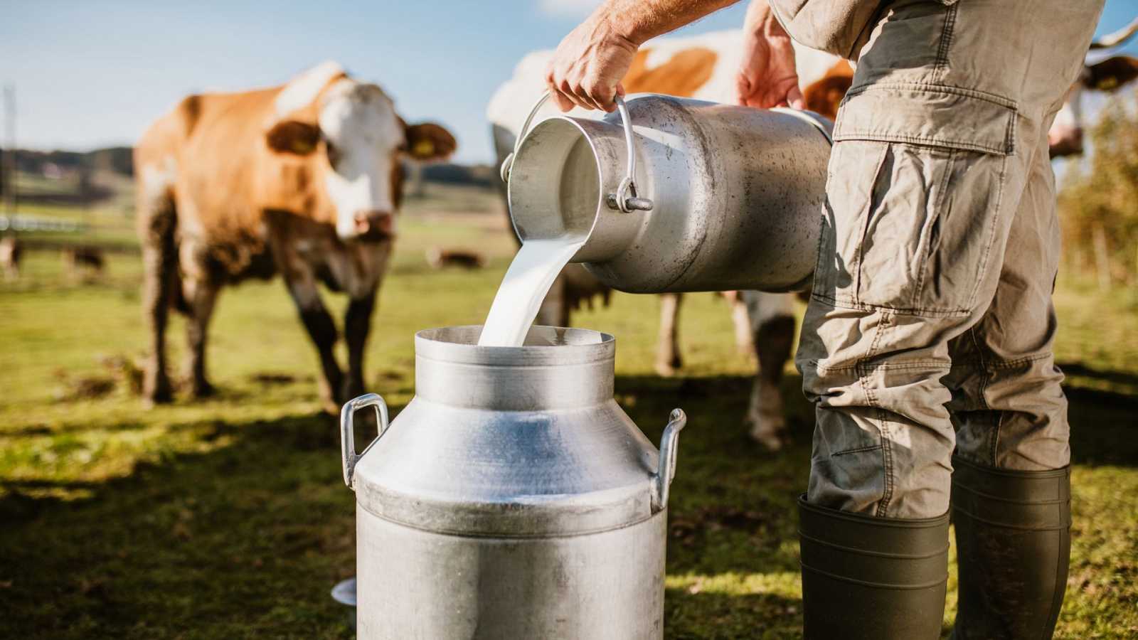 Estas serán las acciones para mejorar crisis en producción lechera