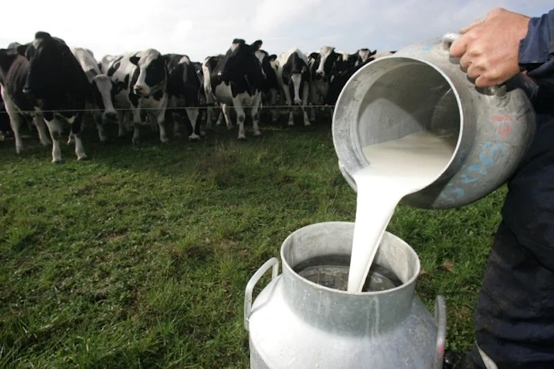 Hoy es un día clave para la producción lechera en Caquetá.