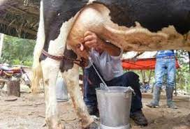 Lecheros Caqueteños a aprovechar superproducción .