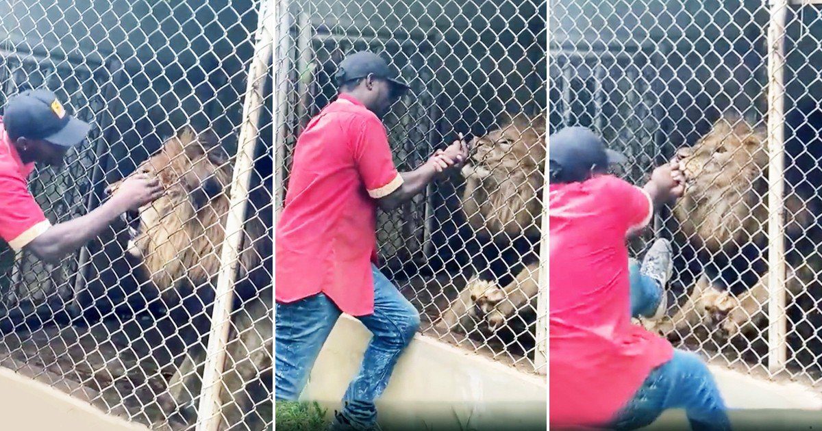León arrancó el dedo de un cuidador en un zoológico; lo estaba molestando