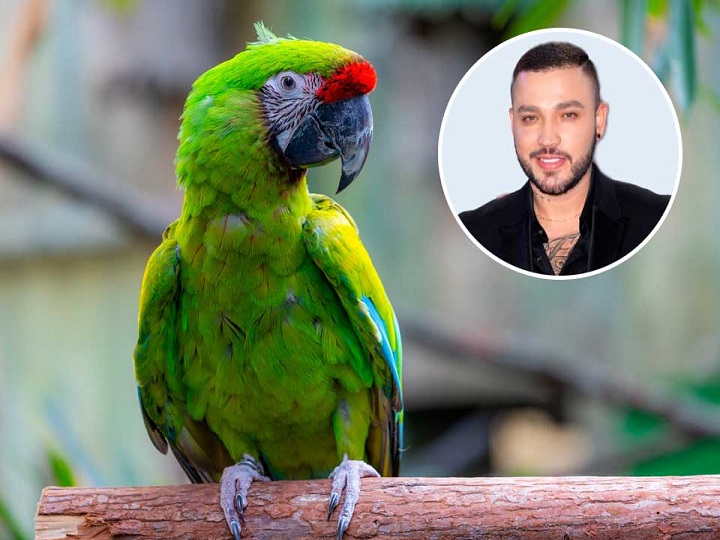 Una lora canta ‘Dulce Pecado’ de Jessi Uribe