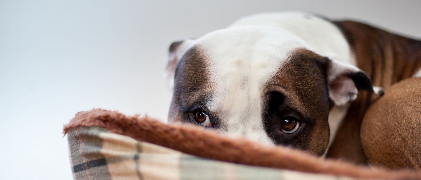 , Denuncian el incremento en casos de maltrato animal.
