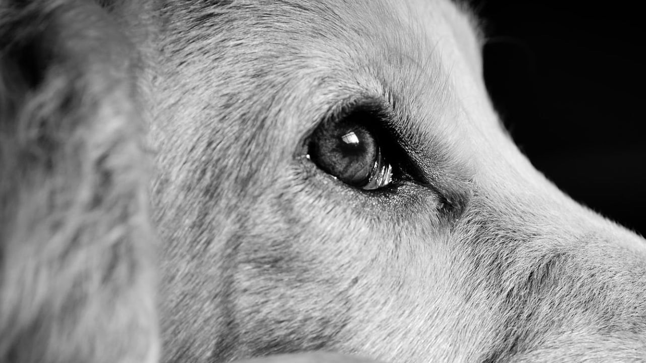 Grave denuncia de maltrato animal.