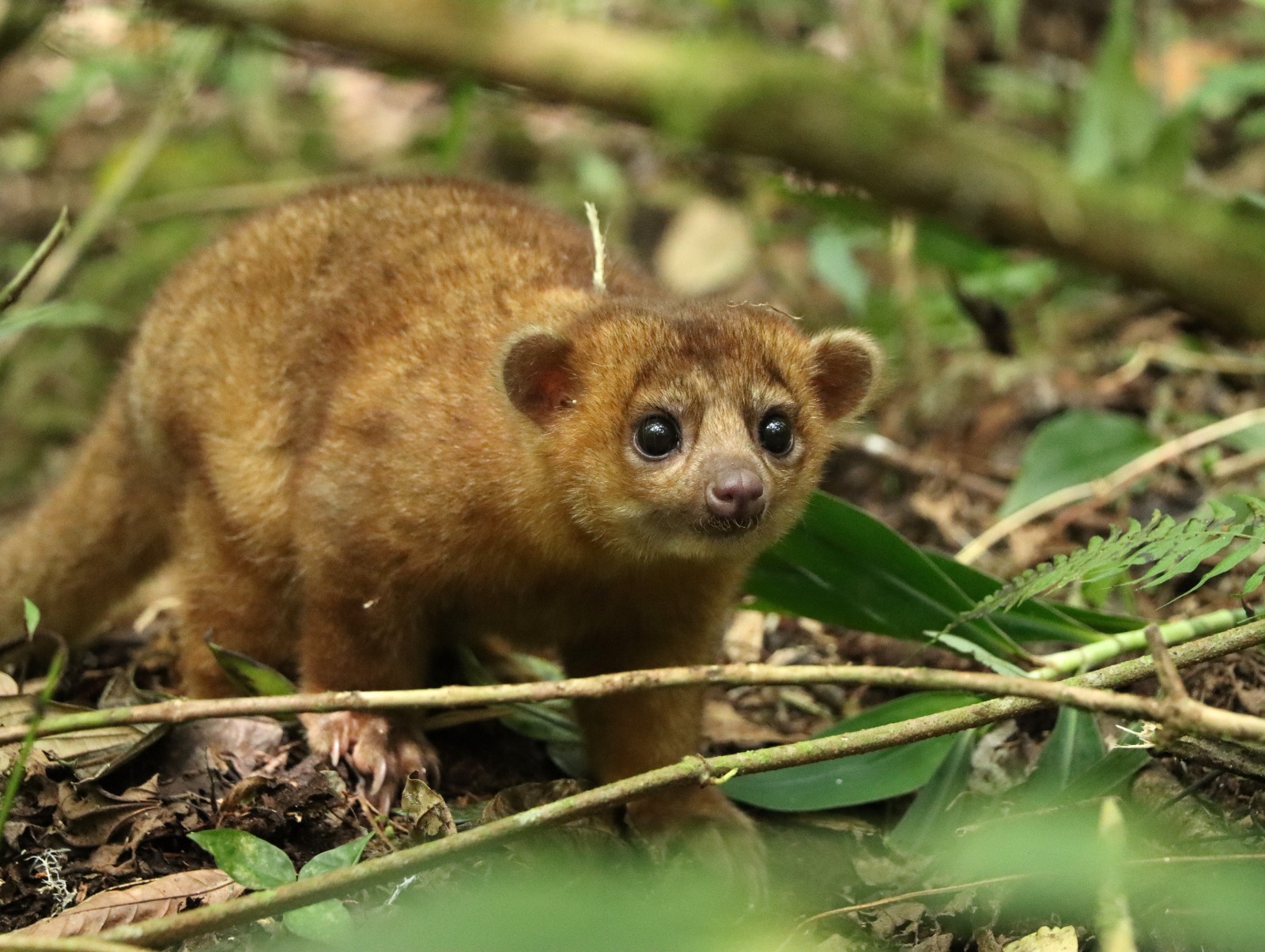 Mamíferos silvestres fueron retornados a su hábitat natural