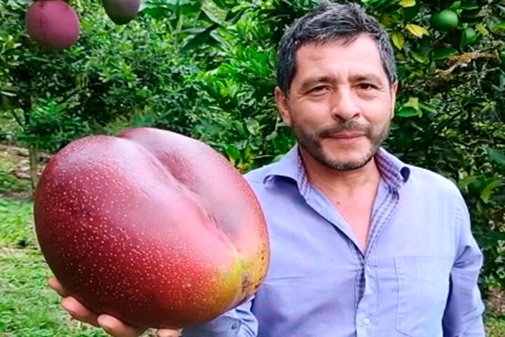 El mango más grande del mundo, está en Colombia