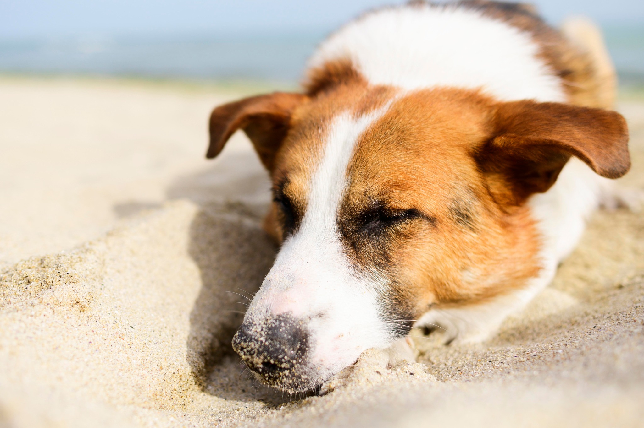 Expertos veterinarios recomiendan hidratar mascotas domésticas tras la ola de calor