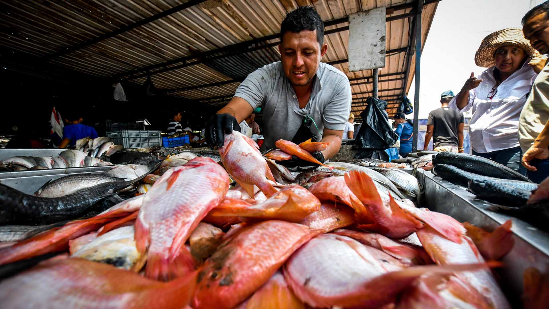 En Semana Santa consuma lo nuestro, consuma pescado producido en el Huila
