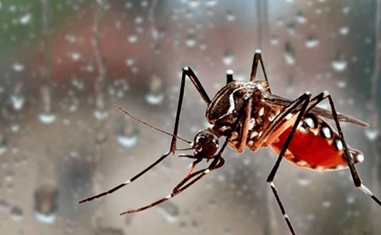 Siguen las acciones frente al dengue