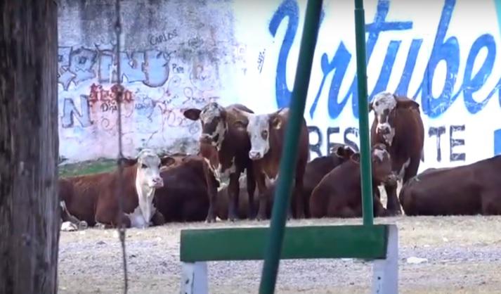 Bovinos deambulando por un barrio de Neiva