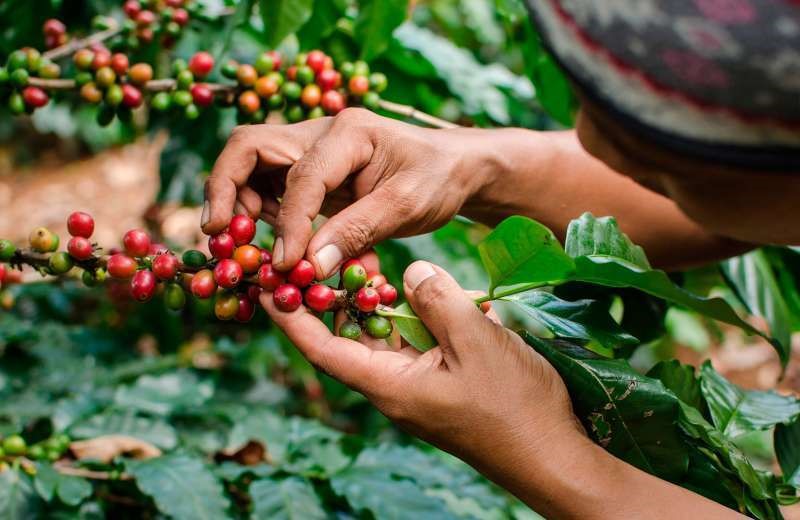 Los cafeteros del Huila se reúnen con el presidente Gustavo Petro