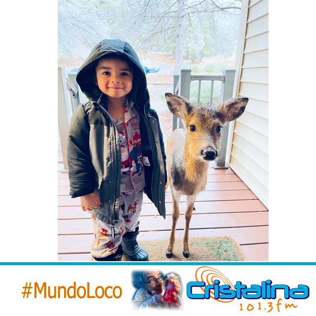 NIÑO SALIÓ A PASEAR AL BOSQUE Y REGRESÓ CON UN VENADO BEBÉ COMO MASCOTA