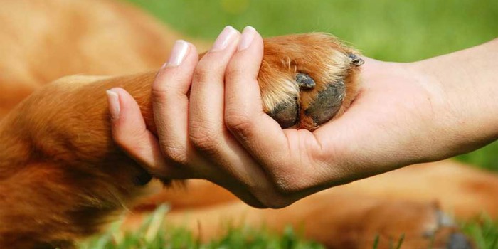Política pública de protección animal en Florencia.