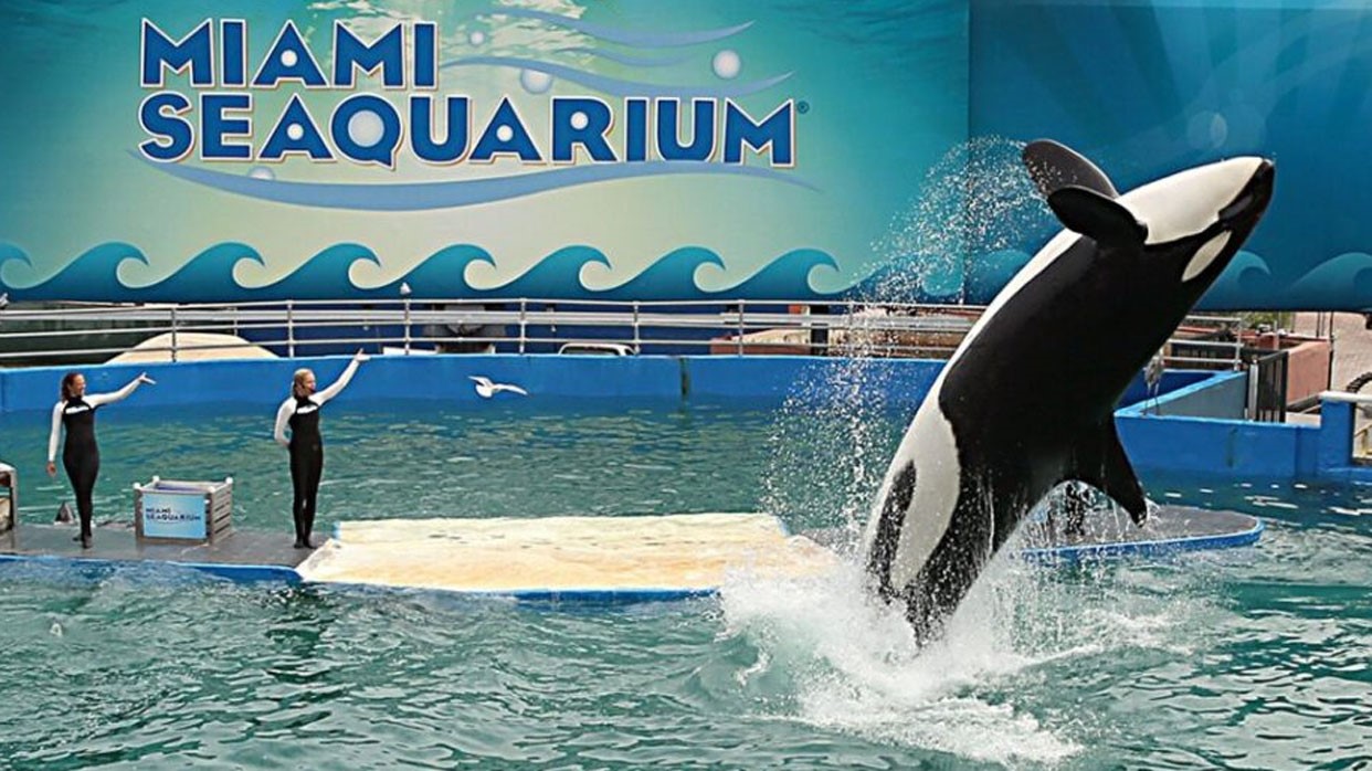 ¡Murió Lolita! La Orca que cautivaba desde 1970.