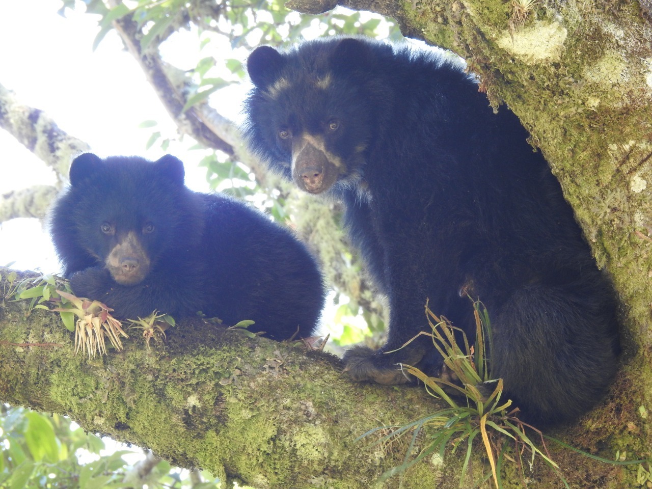 En 14 municipios del Huila habita el oso de anteojos