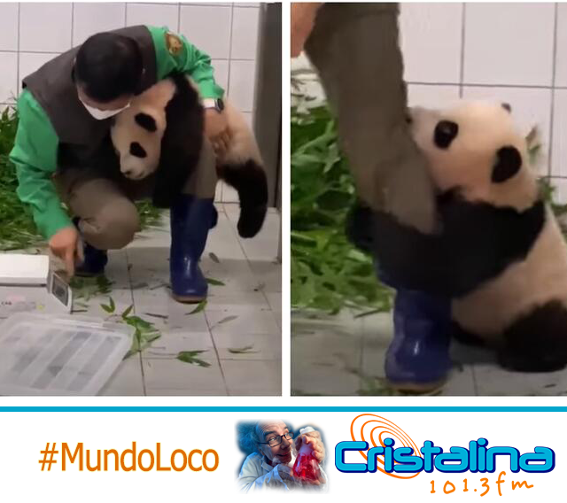 BEBÉ PANDA SE AFERRA A LA PIERNA DE SU CUIDADOR Y HACE ‘BERRINCHE’ CUANDO LA DEJA A UN LADO