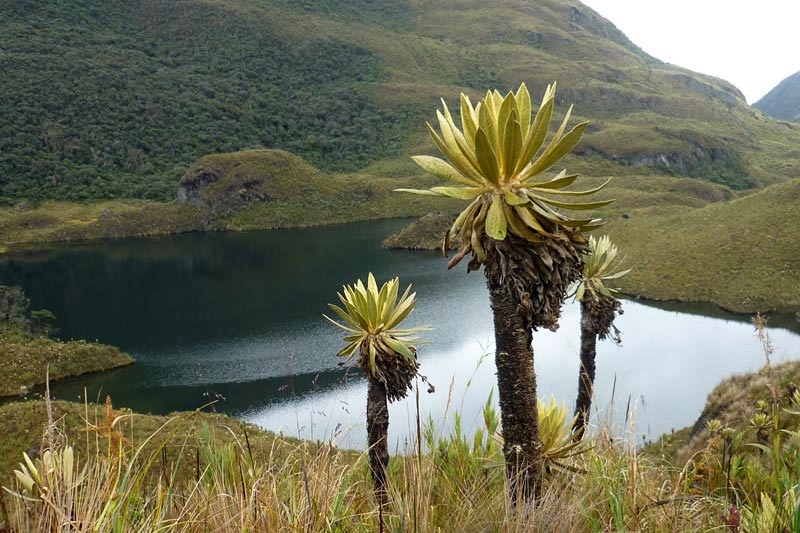El Parque Nacional Natural Tatamá, es uno de los ecosistemas mejor conservados de Colombia