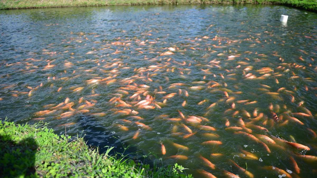 [AUDIO] Alerta por mortandad de peces en el río Magdalena