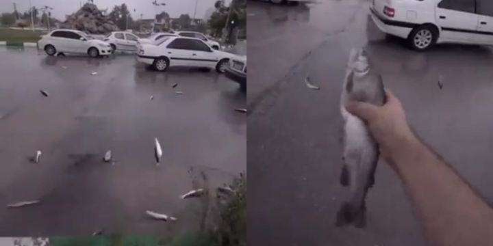 ¡Insólito! Lluvia de peces en Irán