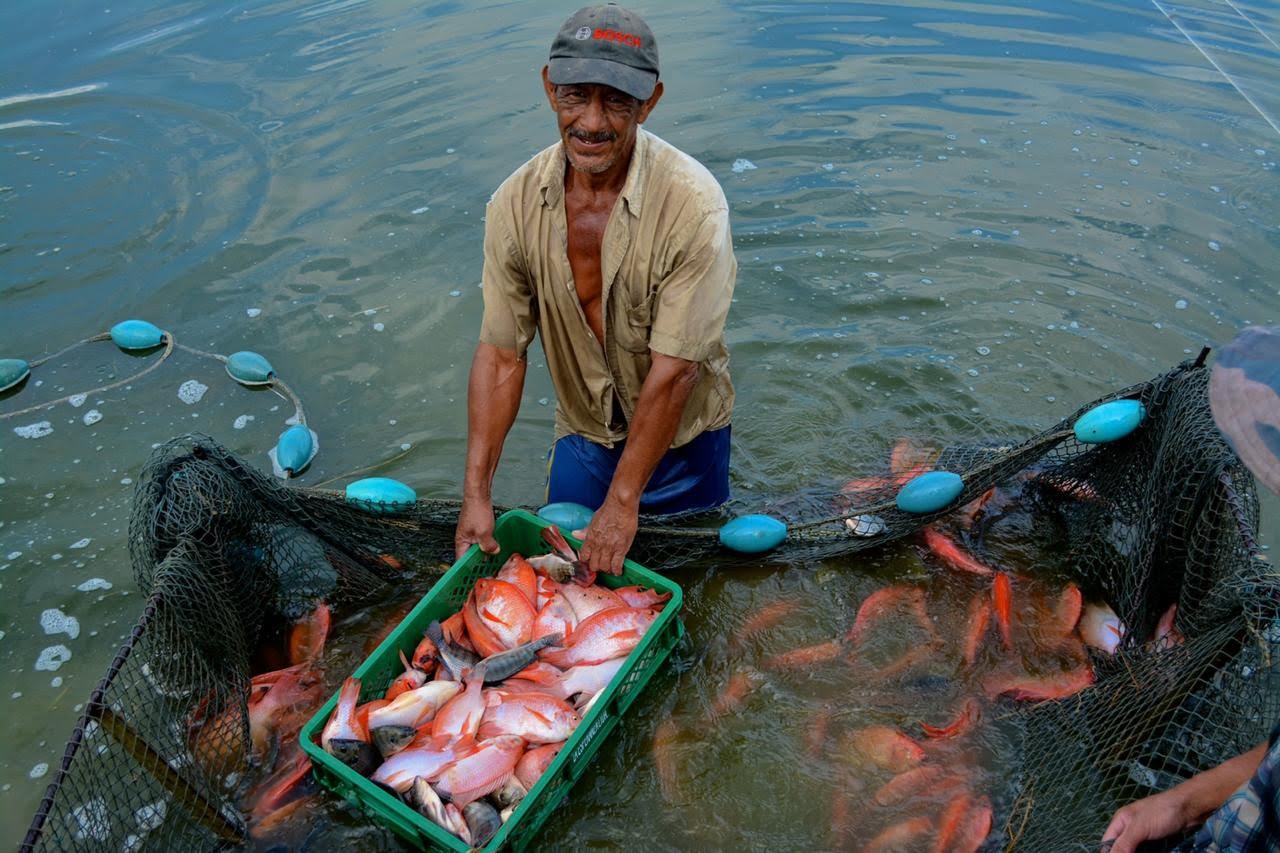 [AUDIO] Producción piscícola sigue siendo liderada por Huila