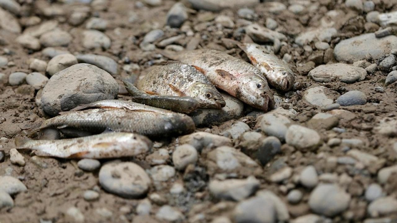 Mortandad de peces en San Vicente del Caguan.