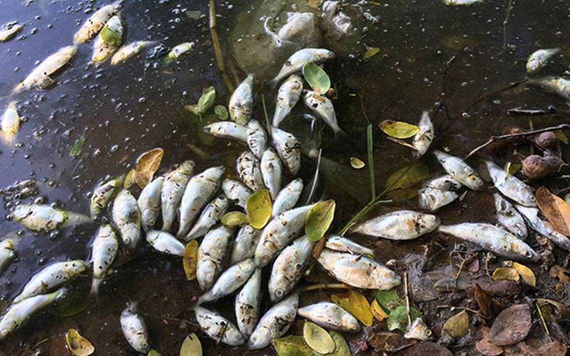 Reportan mortandad de peces en la laguna el Curibano