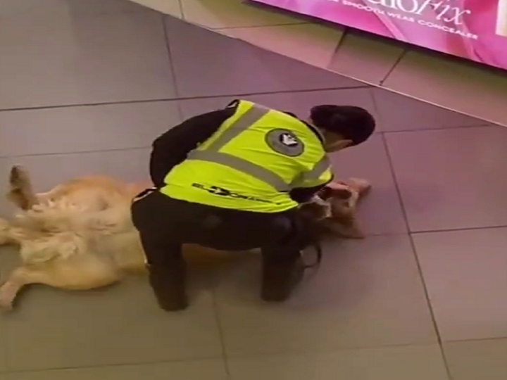 ¿Primer día de trabajo de un perro?