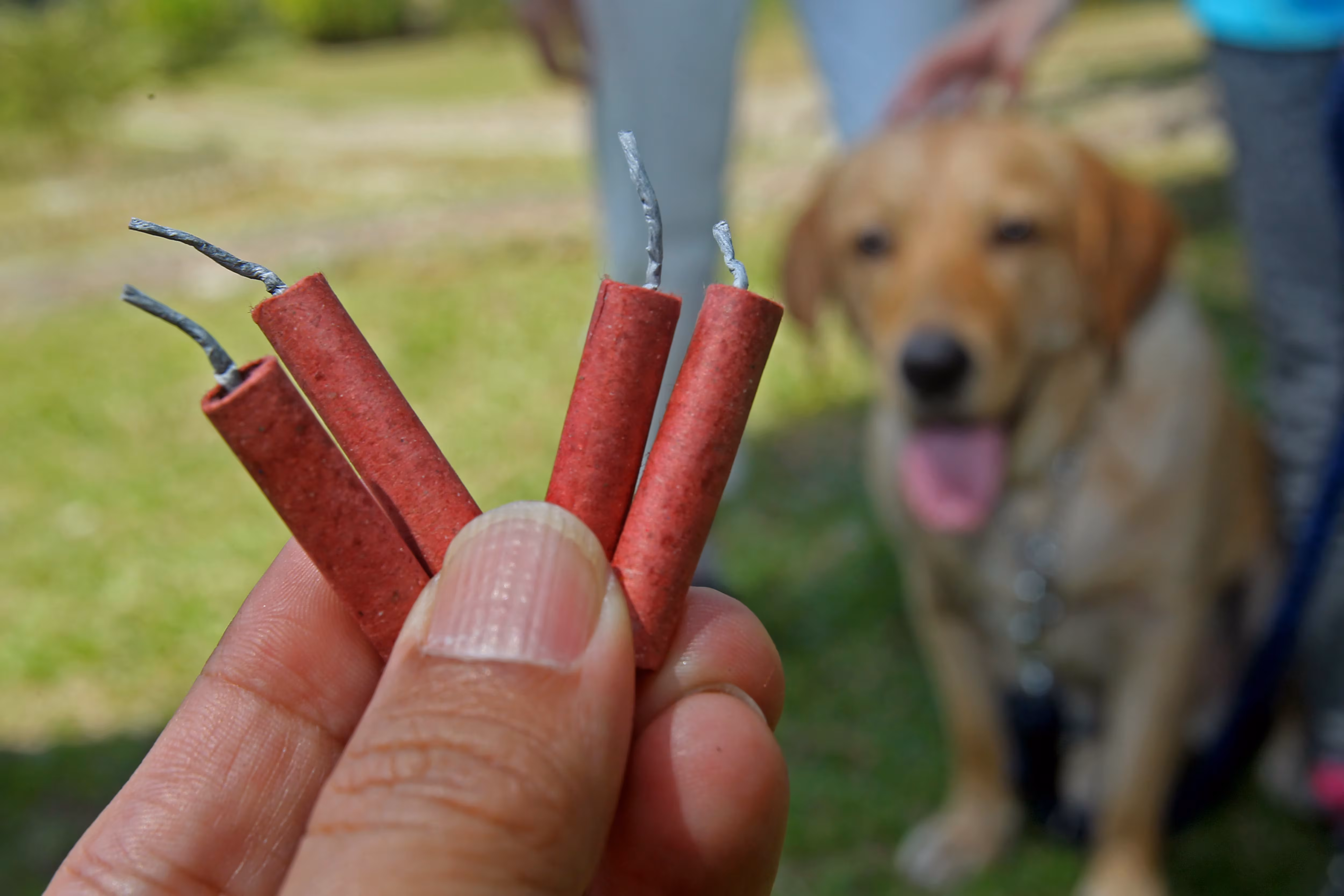 Piden NO USO DE POLVORA por bien de animales.