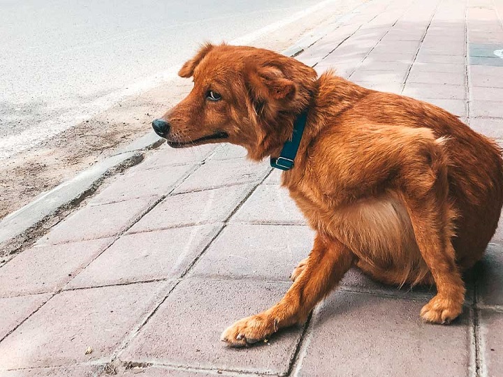 Descripción gráfica del por qué el perro es el mejor amigo del hombre