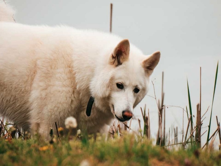 Familia perdió a su perro y lo encontró con familia de osos