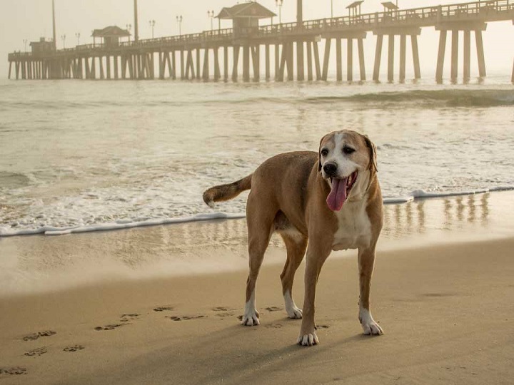 Familia llevó a un perrito a la playa antes de morir