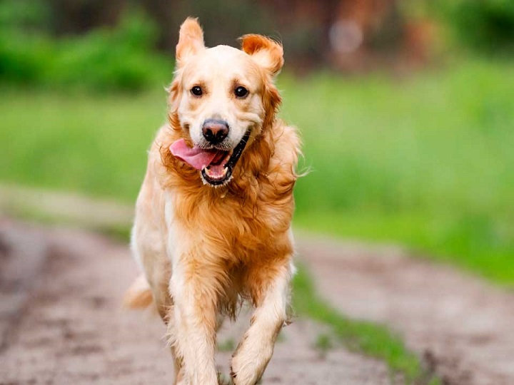 Perro enamorado se le escapa a su dueño