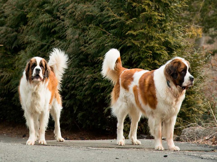 ¿El perro más grande del mundo?