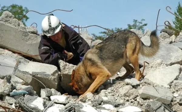 Perros rescatistas en Medio Oriente