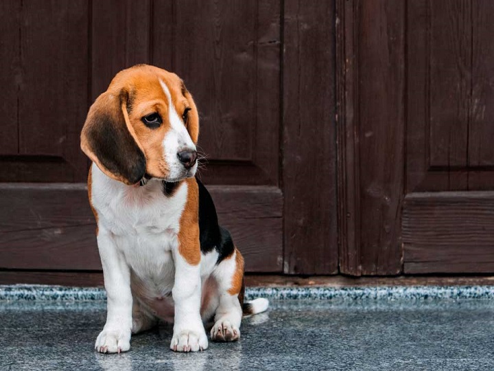 Vea la transformación de este perro recogido en la calle