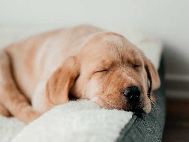 Perro se quedó dormido comiendo