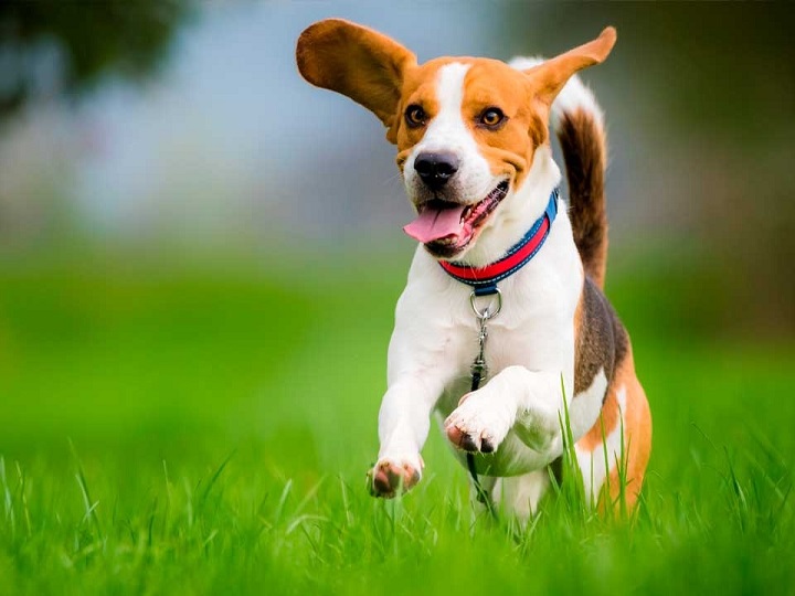 Una forma muy feliz de saludar de este perro