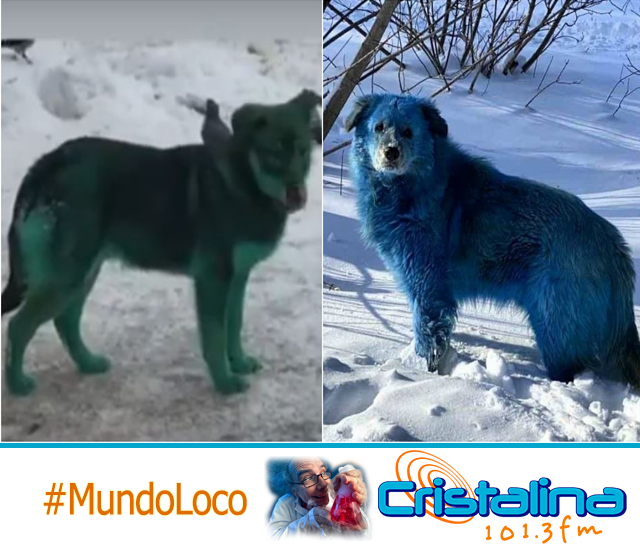 PERROS CON LLAMATIVO PELAJE VERDE Y AZUL SORPRENDEN A RESIDENTES DE CIUDADES RUSAS