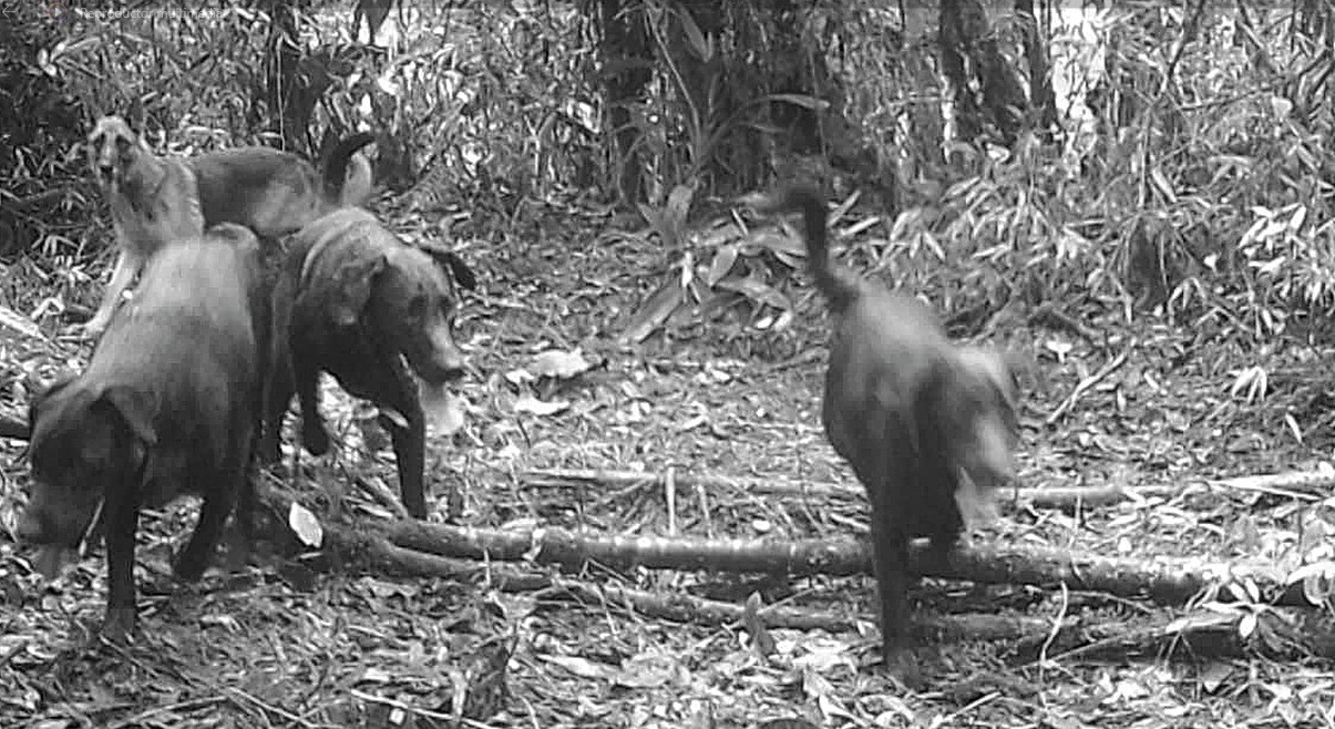 Perros abandonados están destruyendo la fauna silvestre del Huila